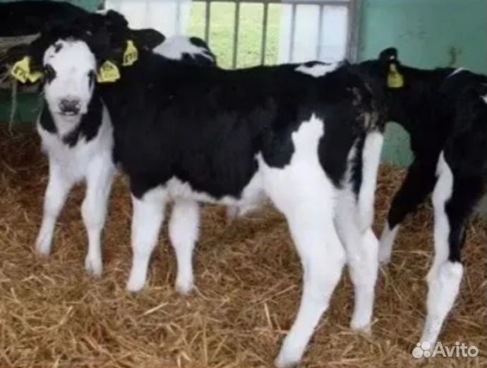 Телочки и бычки