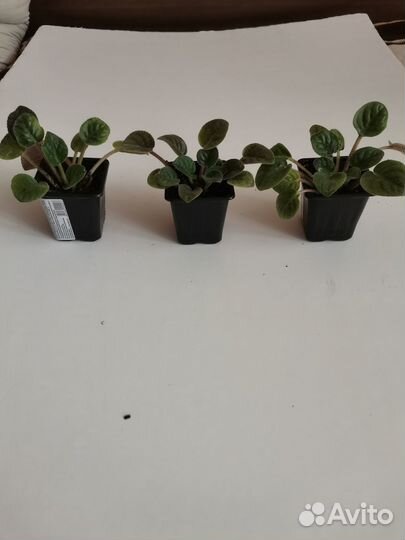 Комнатные цветы