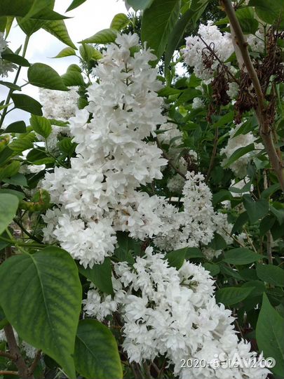 Сирень белая махровая