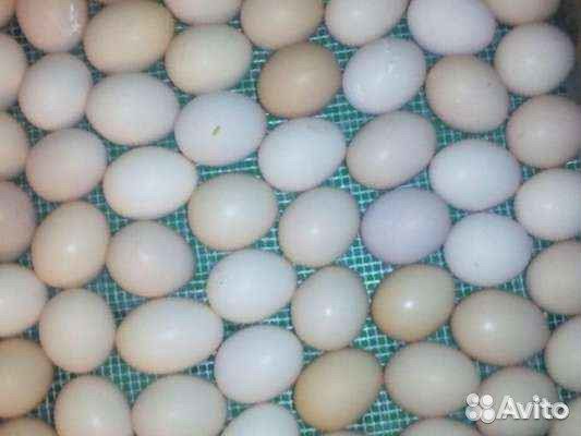 Инкубаторы