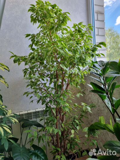 Фикус бенджамина