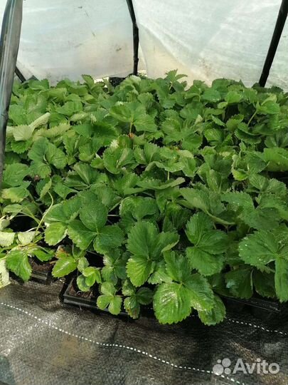 Рассада клубники