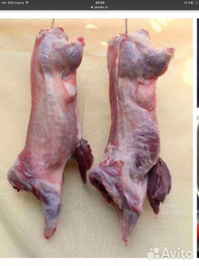 Мясо нутрий