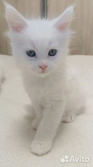 Котята мейн-кун белый