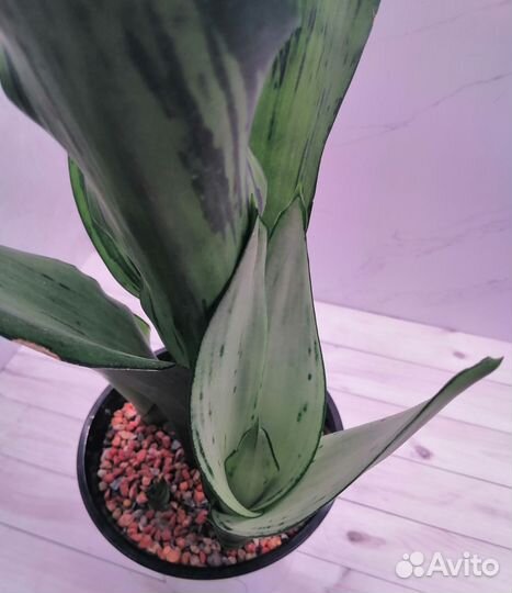 Сансевиерия Муншайн бразилиан мутант