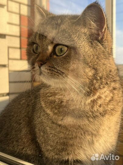 Британская кошка вязка