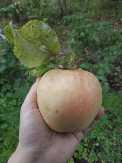 Участок 14 сот. (СНТ, ДНП)