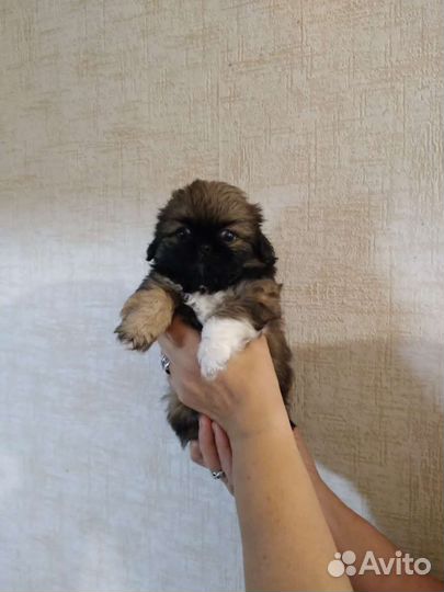 Щенки пекинеса