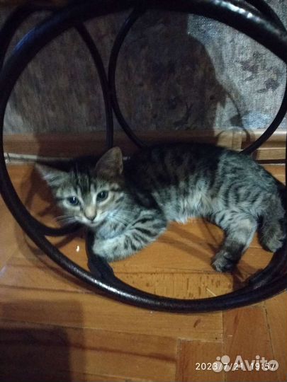Кошечка в добрые руки