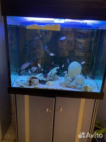Большой качественный аквариум