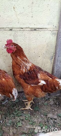 Петухи молодые