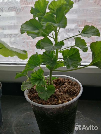 Пеларгония герань королевская, ангел