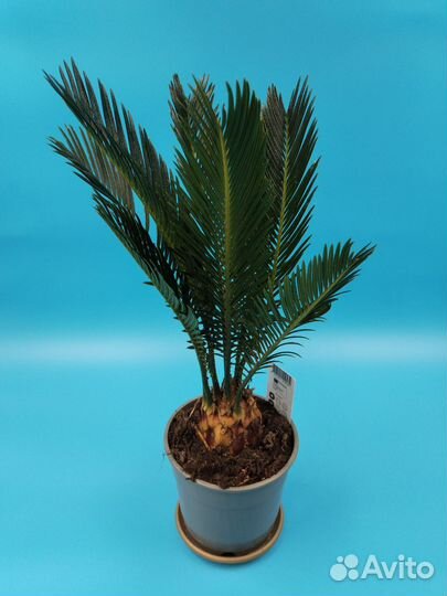 Пальма цикас революта