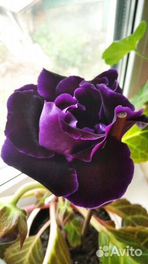 Глоксиния лист