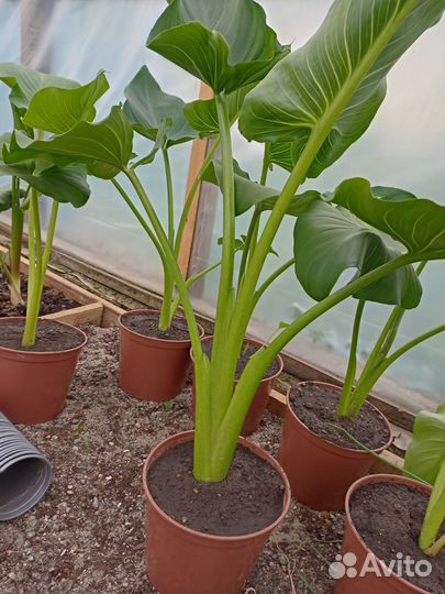 Белые каллы