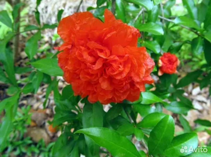 Гранат Punica Flore Pleno