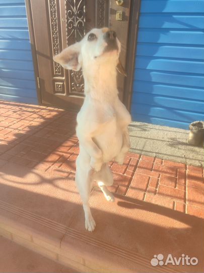 Собака в добрые руки