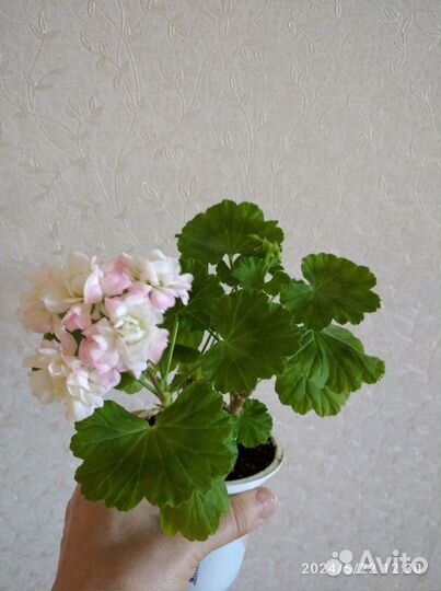 Комн. Цветы