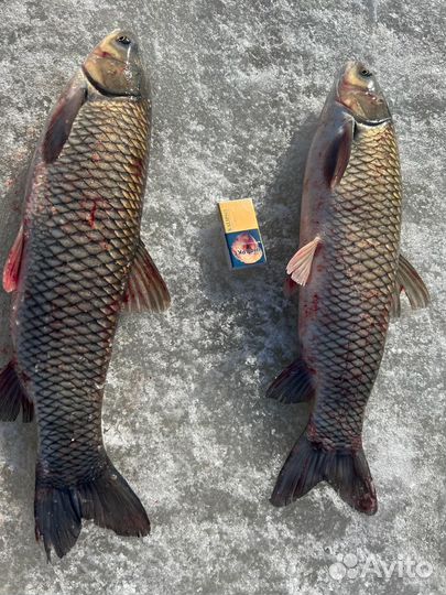 Живая рыба карп,амур