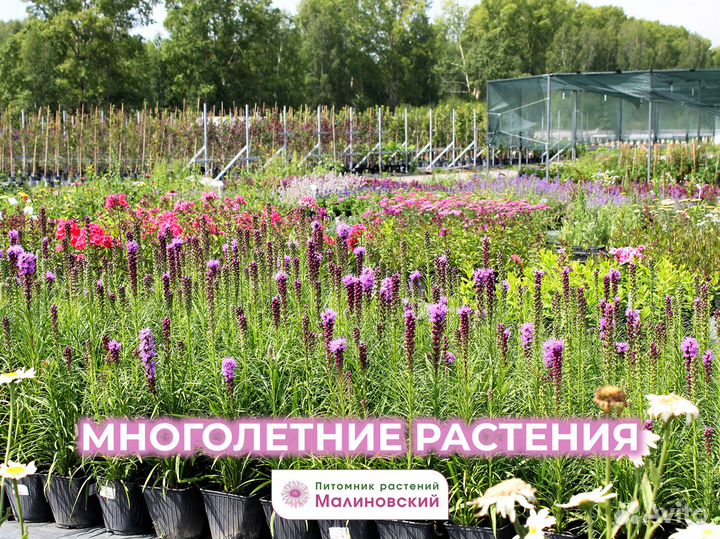 Сортовые Саженцы напрямую с Питомника