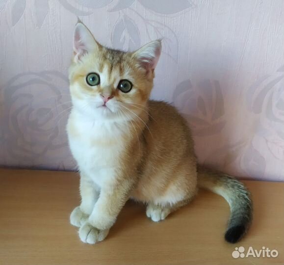 Шотландская девочка