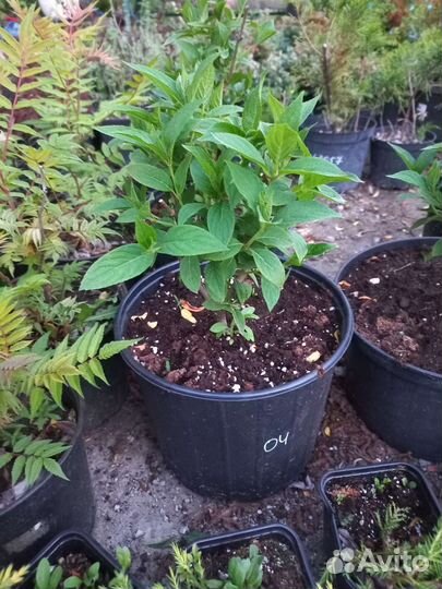 Гортензия метельчатая Киушу,Маджик Кендл,Беби лейс