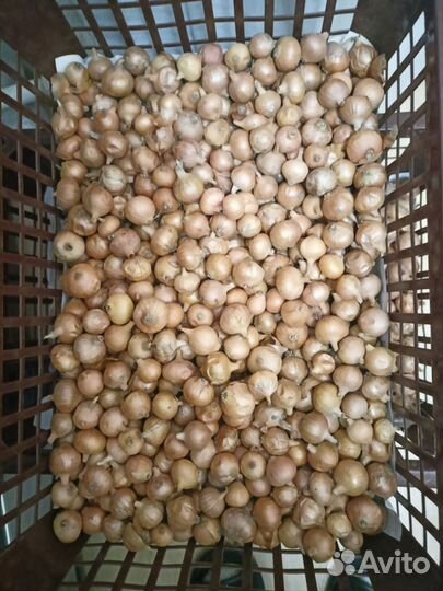 Лук севок стурон