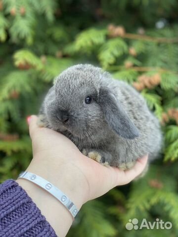 Кролики царские ручные