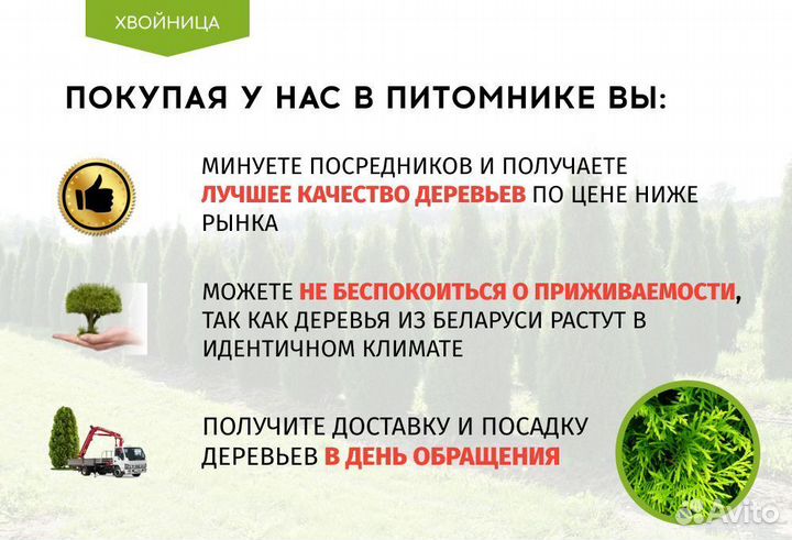 Туя в ассортименте Смарагд,Брабант,Колумна 1,5-1,8