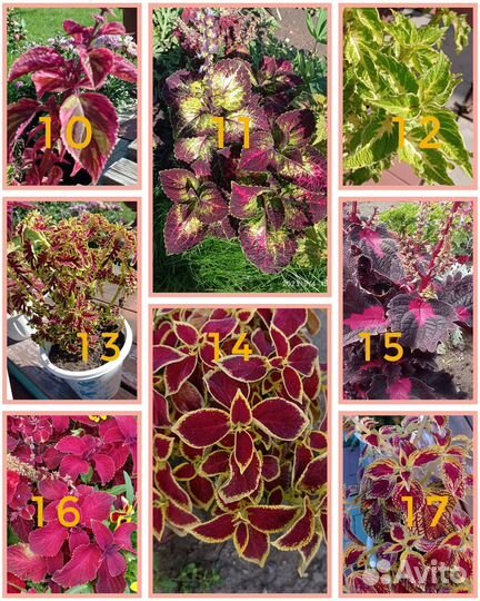 Цветы Колеусы