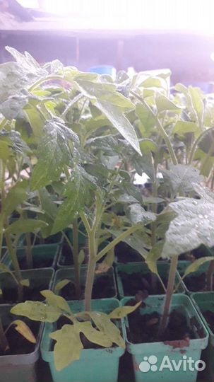 Рассада томатов