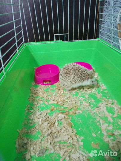 Африканский ёжик декоративный