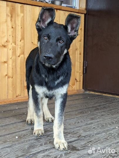 Восточноевропейская овчарка