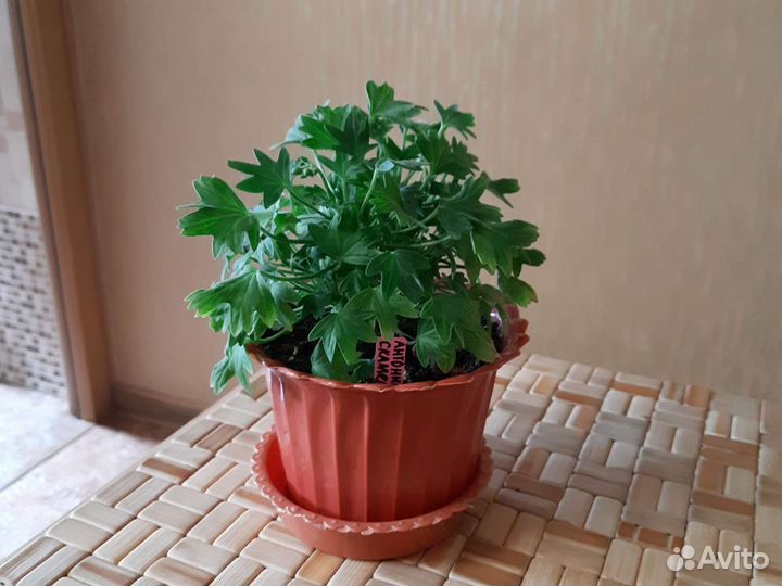 Пеларгония герань сортовая