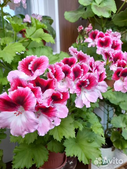 Пеларгония герань сортовая