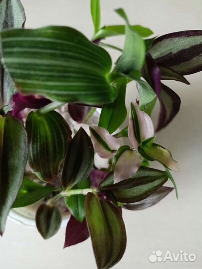 Набор традесканций