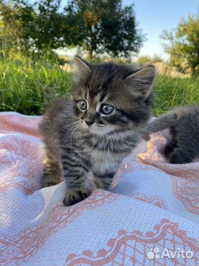 Котята в добрые руки. Бесплатно