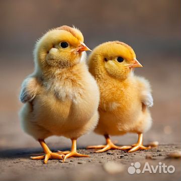 Цыплята несушки домашние