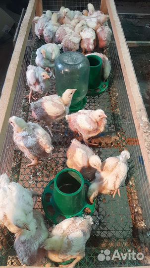 Броллер Разного возраста на весь сезон