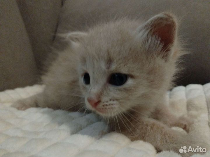 Котята мальчики