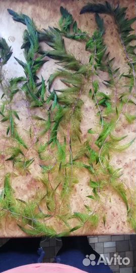 Роголистник красностебельный