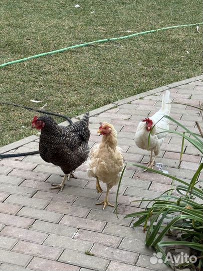 Куры несушки