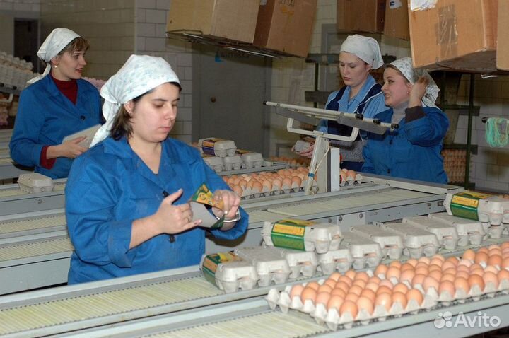 Работа на птицефабрике для женщин Челябинск