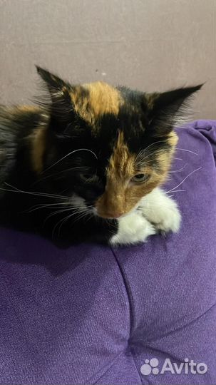 Кошечка 5 месяцев