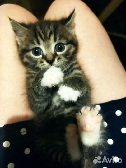 Отдам в добрые руки