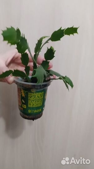 Декабристы