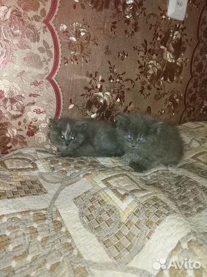 Мейн-кун полукровки