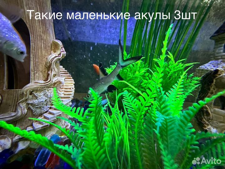 Рыбки для аквариума