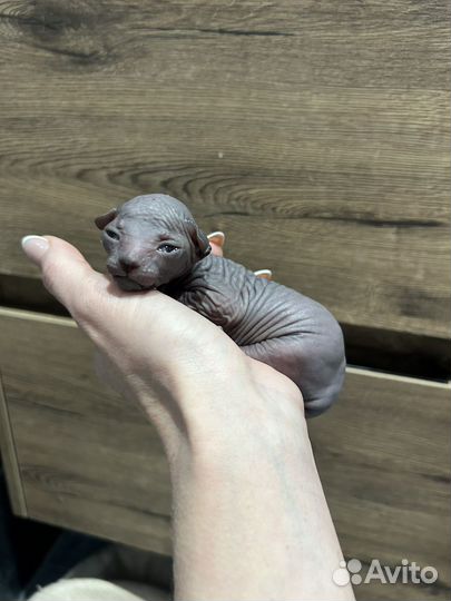 Донской сфинкс котята