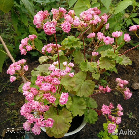 Пеларгония герань розебудная